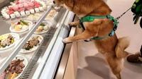 Restoran Mewah Ini Sediakan Menu Makanan Khusus Anjing (Sumber: SCMP)