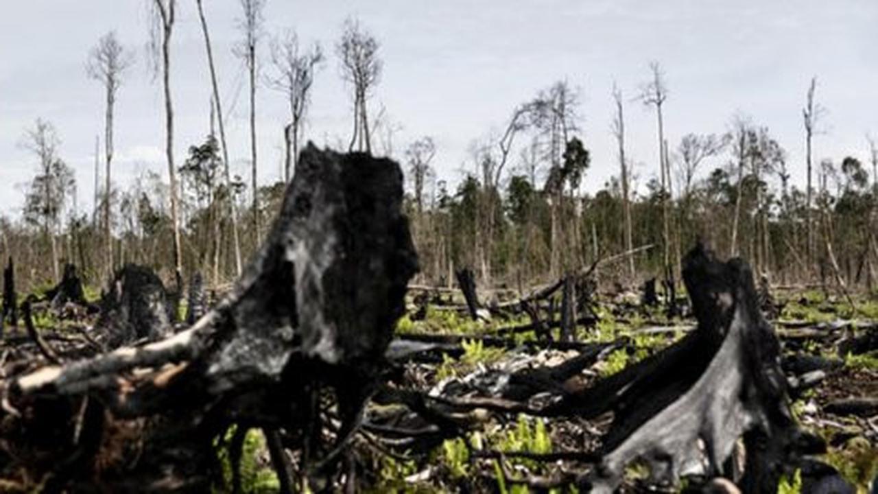 Sejak manusia muncul, setengah pohon di Bumi lenyap