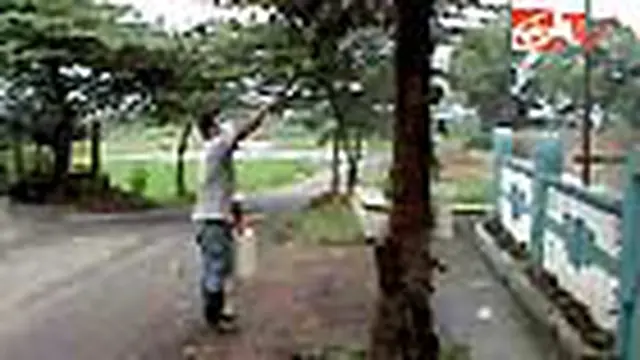 Ulat Bulu di Salatiga Serang Pohon Jambu