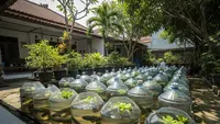 Kenapa Ikan Gabus di Galon Sering Loncat? Ini 5 Penyebab dan Solusi Ampuhnya
