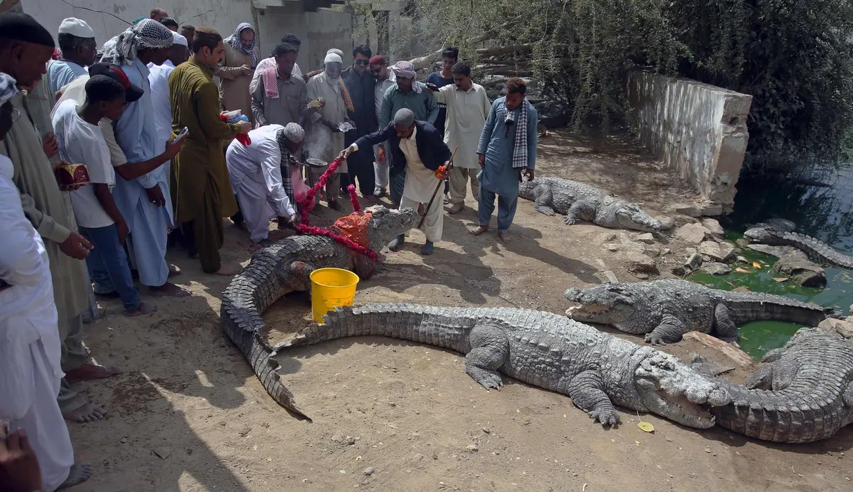 Pengasuh memberi bunga untuk buaya selama Festival Sheedi Mela di kuil Saint Khawaja Hasan, Pakistan, (4/3). Puncak acara ini adalah pemberian karangan bunga untuk Mor Sahib, buaya tertua berusia 100 tahun dengan panjang 3,7 meter. (AP Photo/Fareed Khan)