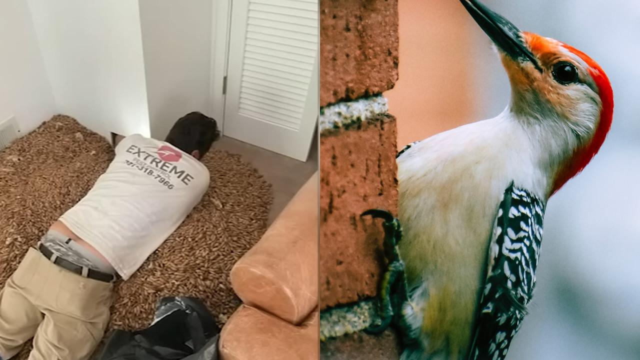 Burung pelatuk lubangi dinding