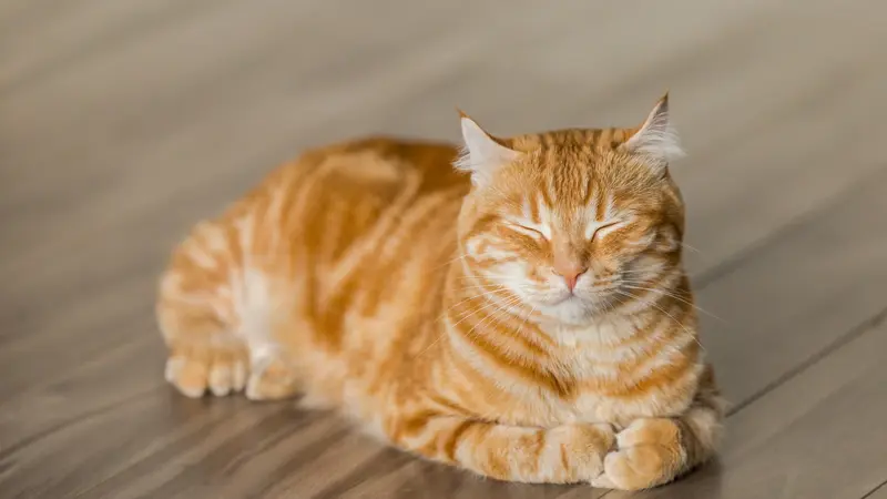 ilustrasi kucing gemuk
