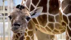 Bayi jerapah 'Melman' berdiri di samping ibunya 'Binti' di dalam kandang mereka di taman Kebun Binatang Beauval di Saint-Aignan-sur-Cher, Prancis barat, Selasa (13/7/2021). Melman yang lahir pada 11 Juli lalu sudah memiliki tinggi 170 cm dan berat 55 kilogram. (Guillaume SOUVANT / AFP)