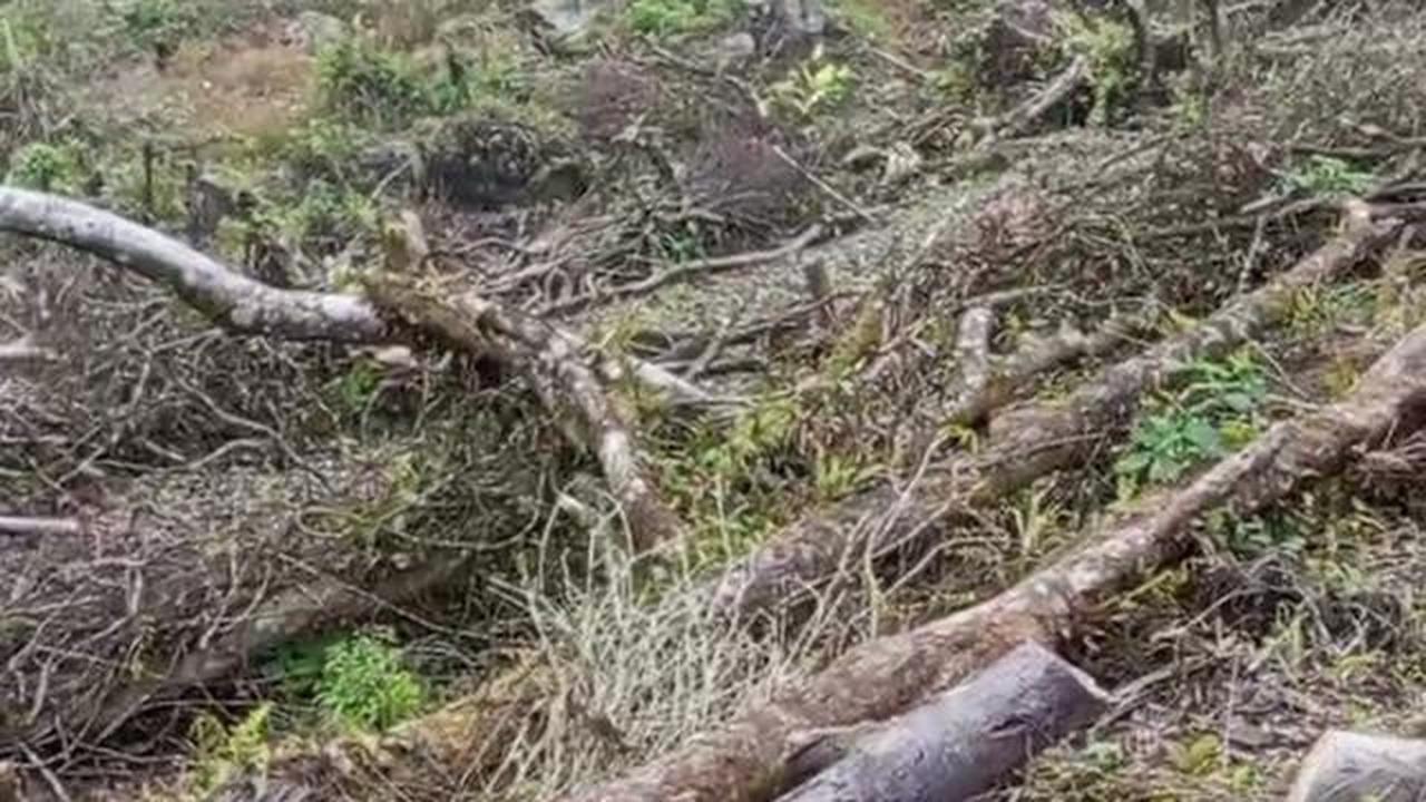 Was-Was Warga Cidahu, Hutan Gunung Salak Dibabat Atas Nama Pariwisata