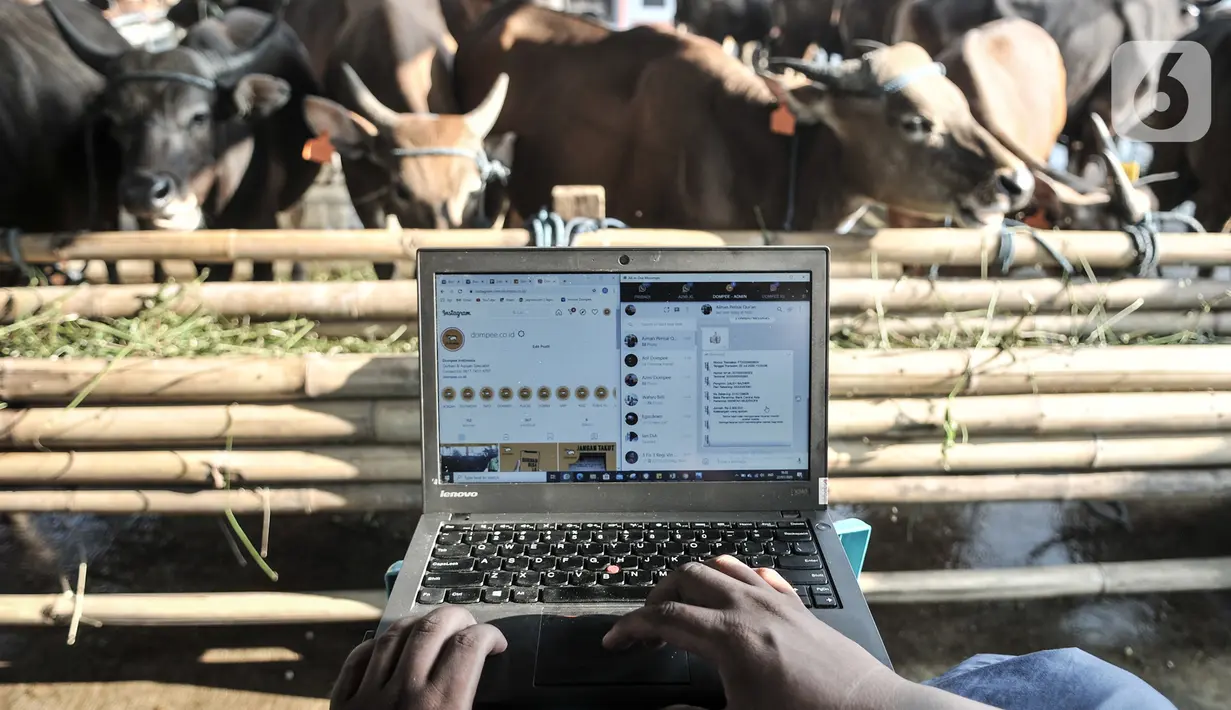 Azmi menggunakan laptop saat menjawab pertanyaan konsumen via website dan media sosial di Peternakan Yuk Qurban, Depok, Rabu (22/7/2020). Menurut Pemilik peternakan Yuk Qurban itu penjualan hewan kurban melalui daring disambut antusias masyarakat dan terus meningkat. (merdeka.com/Iqbal Nugroho)