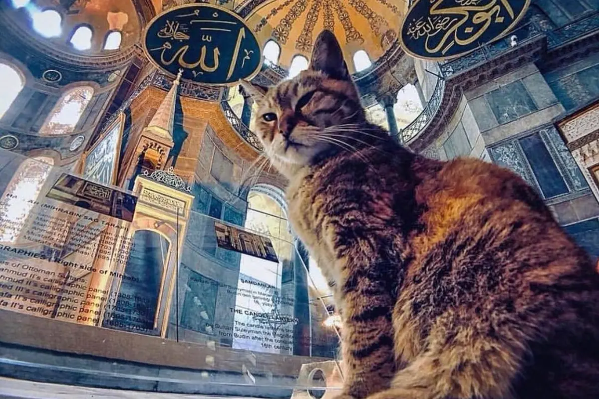 Mengenang Gli, kucing penghuni Hagia Sophia
