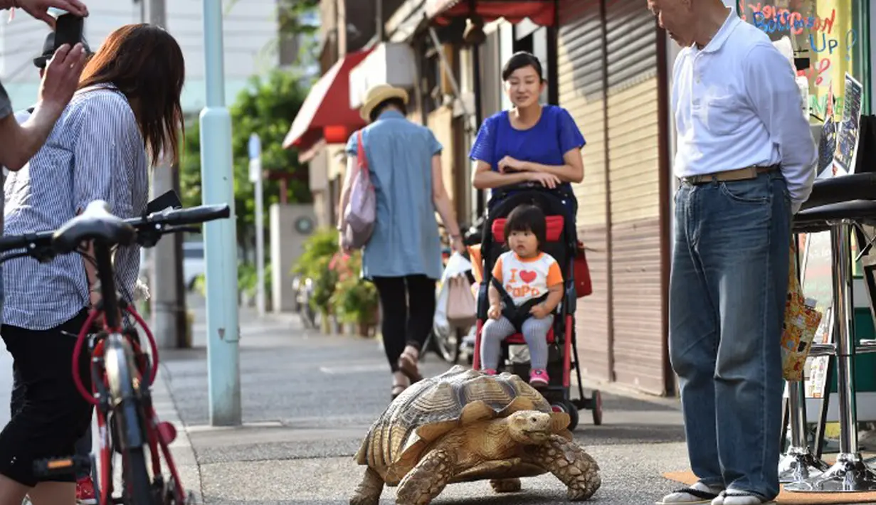 Mitani Hisao dan Bon-chan selalu menjadi pusat perhatian ketika mereka jalan berkeliling sekitar Tokyo. (AFP Photo/Kazuhiro Nogi)