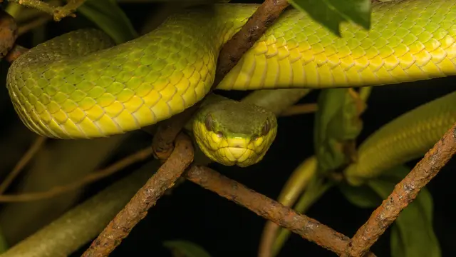Mimpi Bertemu Banyak Ular