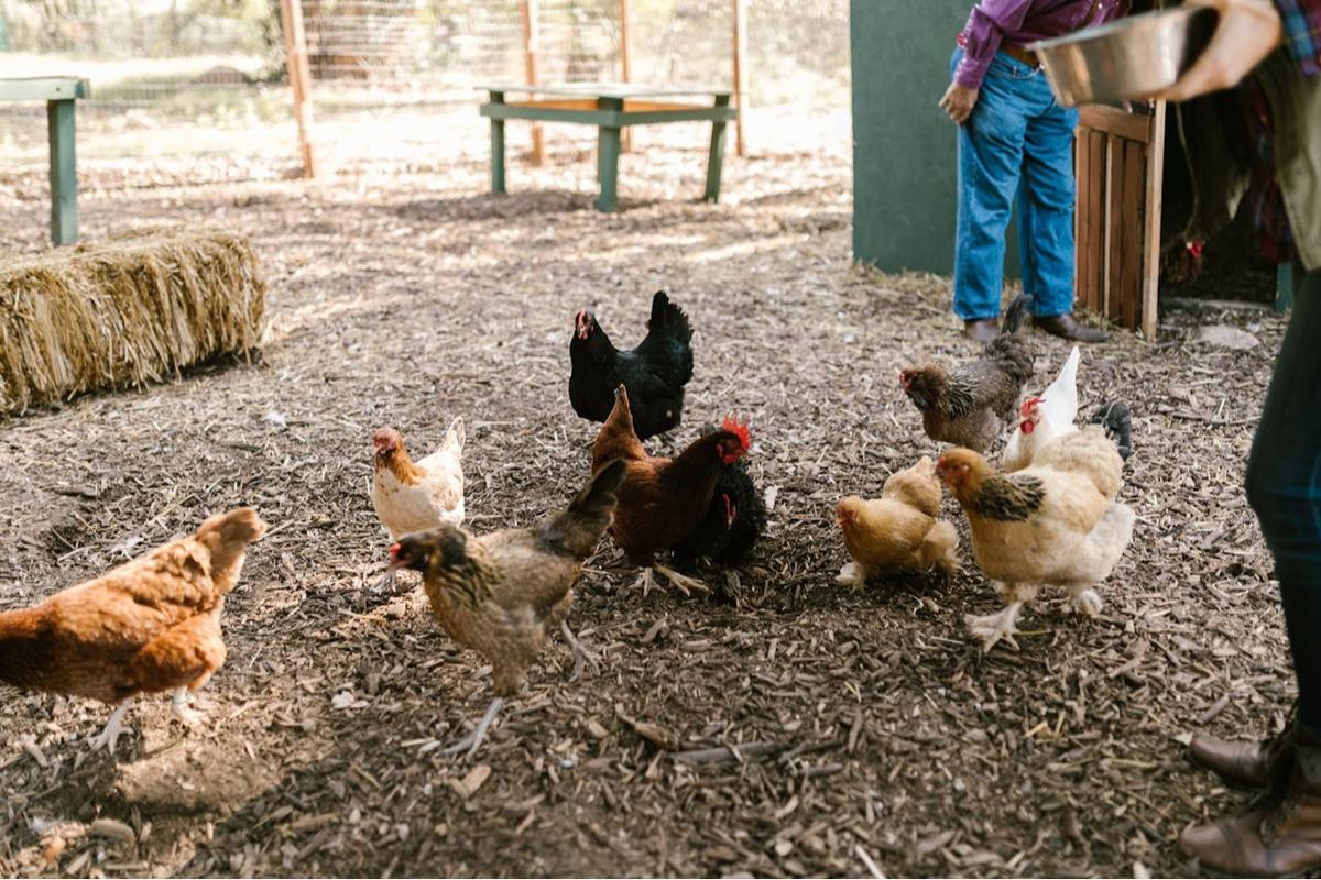 Cara Mengusir Ayam