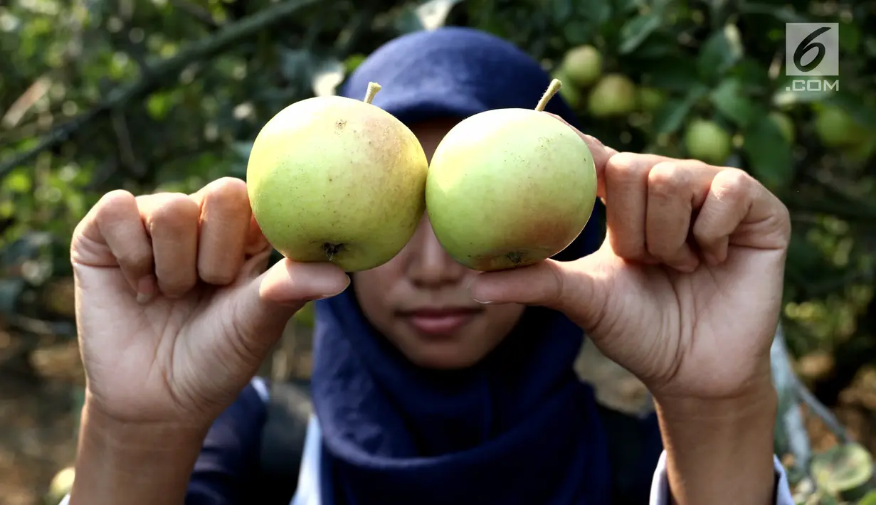 Pengunjung menunjukkan buah apel di salah satu perkebunan kawasan Batu, Malang, Jawa Timur, Rabu (25/9/2019). Apel Malang dihargai Rp 25 ribu hingga Rp 30 ribu per kilogramnya. (Liputan6.com/JohanTallo)