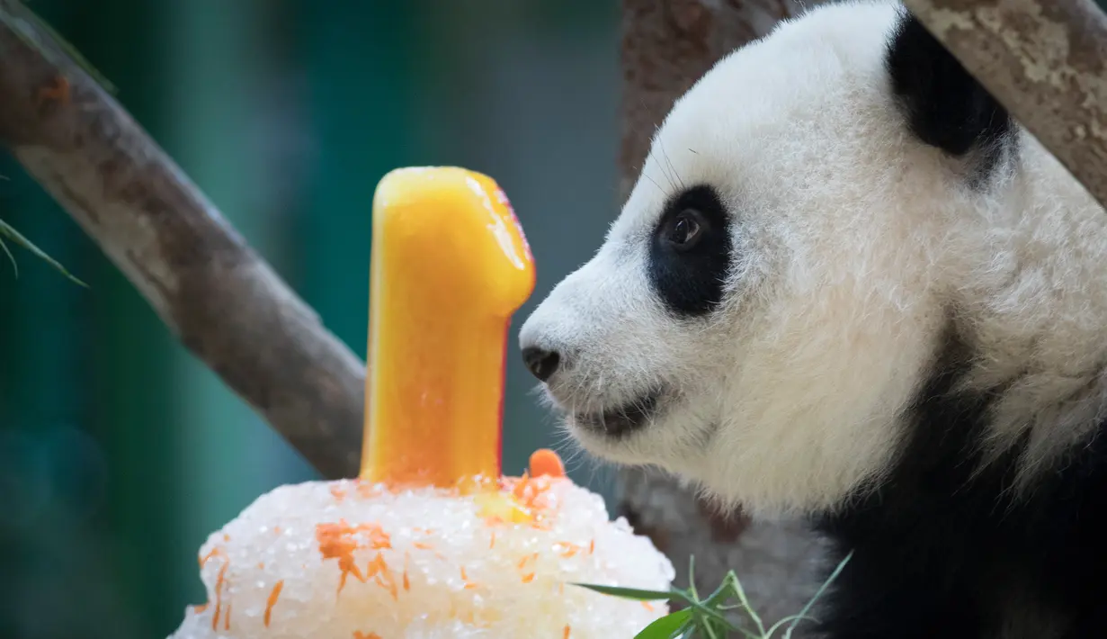 Seekor panda betina (tanpa nama) yang lahir di kebun binatang Malaysia tahun lalu melihat kue ulang tahun Ice-nya pada ulang tahun pertamanya di Kebun Binatang Nasional di Kuala Lumpur, Malaysia (14/1). (AP Photo/Vincent Thian)