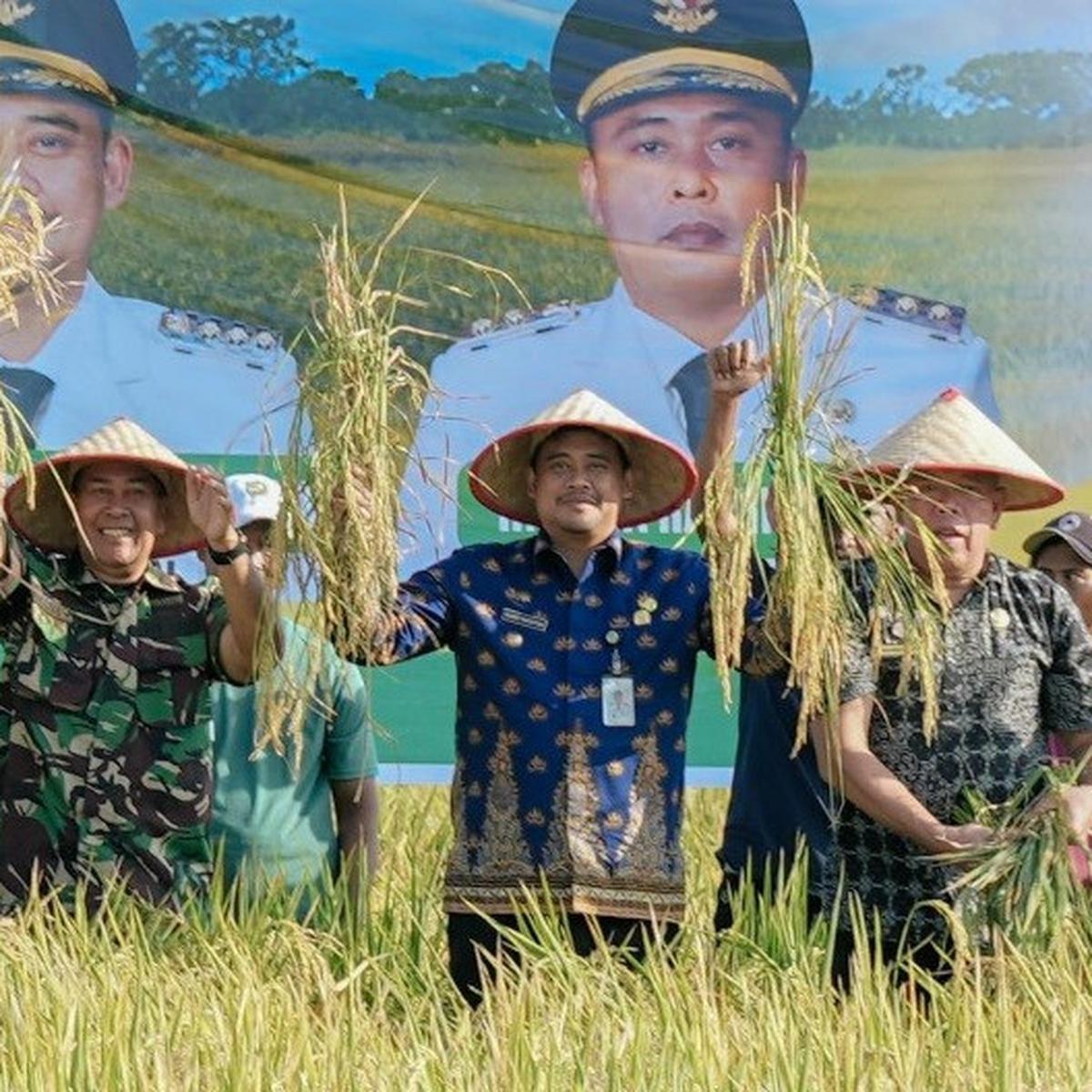 Bobby Nasution Panen Raya Padi di Kelurahan Mabar Hilir Pasar IV Kecamatan Medan Deli