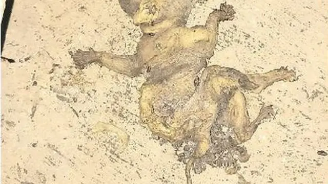 bayi goblin