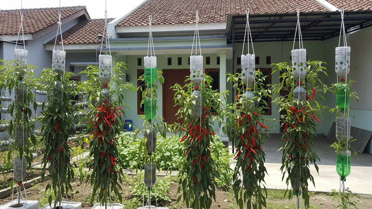 7 Tips Cabai Gantung Tidak Layu Meski Cuaca Panas, Panen Optimal Sepanjang Tahun