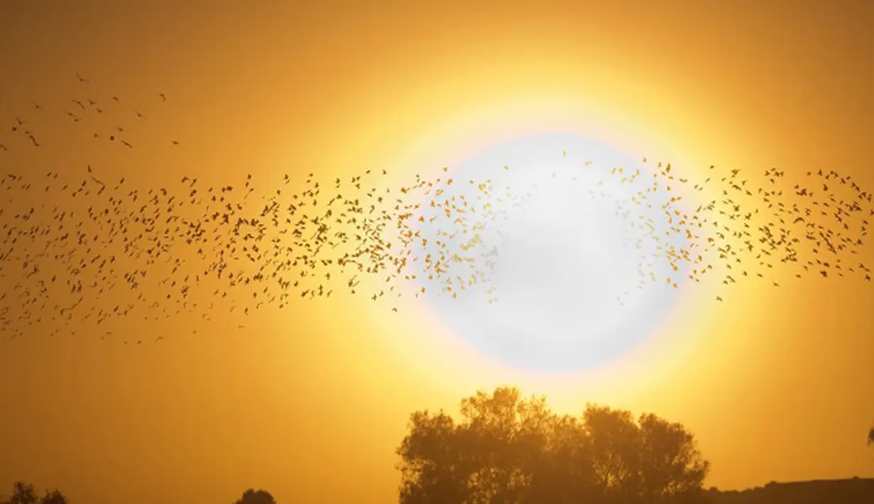 Sekelompok burung jalak yang tengah bermigrasi, terlihat menari membentuk formasi di langit menjelang sunset di padang pasir Negev, Rahat, selatan Israel, Senin (2/2/2015). (AFP Photo/Menahem Kahana)