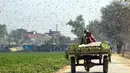 Petani mengendarai gerobak di tengah serbuan belalang di Distrik Okara, Provinsi Punjab, Pakistan timur (15/2/2020). Serangan belalang terhadap tanaman telah menyebabkan kerugian finansial yang besar bagi para petani di beberapa wilayah negara tersebut. (Xinhua/Str)