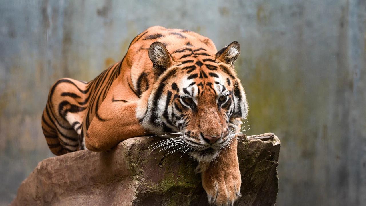 17 Ekor Kerbau Warga Muratara Sumsel Ditemukan Mati Dimangsa Harimau