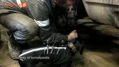 Anjing ini bekerja di sebuah bengkel di Rusia dan bisa melakukan perintah manusia dalam beberapa detik saja.
