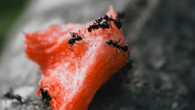 Ants