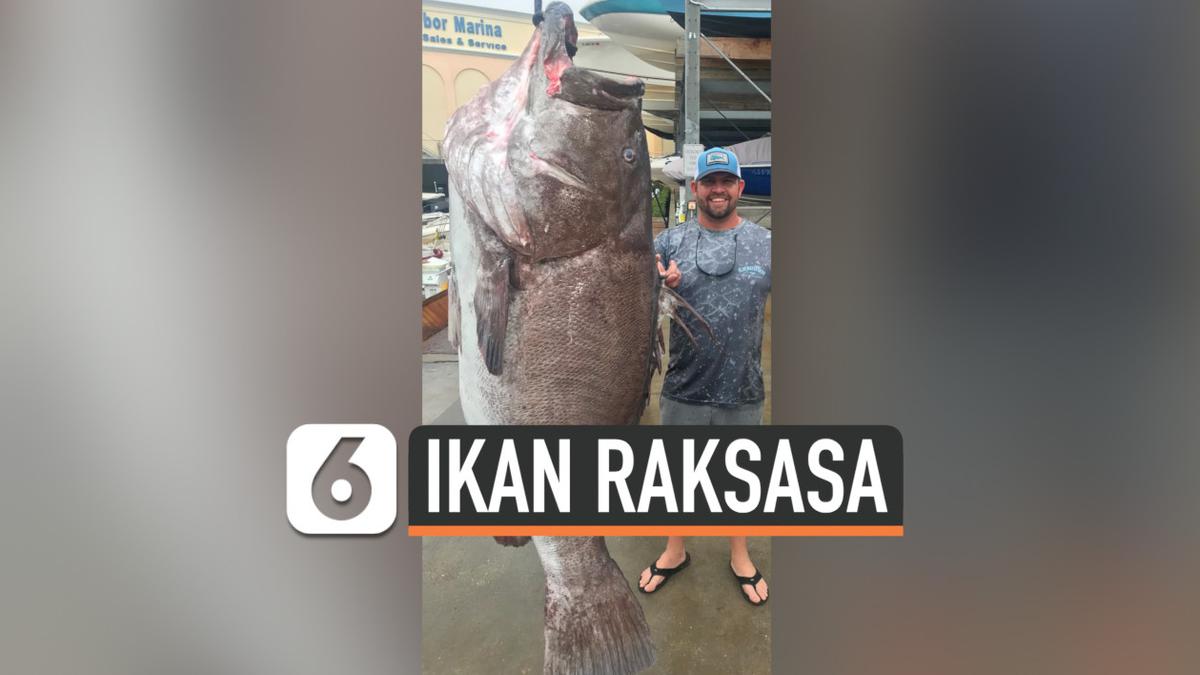 Video Nelayan Tangkap Ikan Raksasa Jenis Kerapu Hot