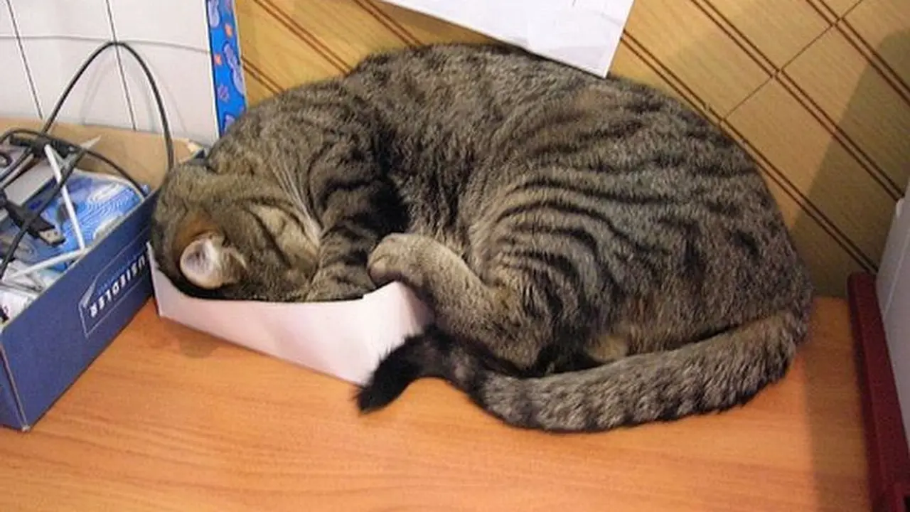 10 Pose Kucing Tidur di Tempat Tak Semestinya Ini Bikin Heran