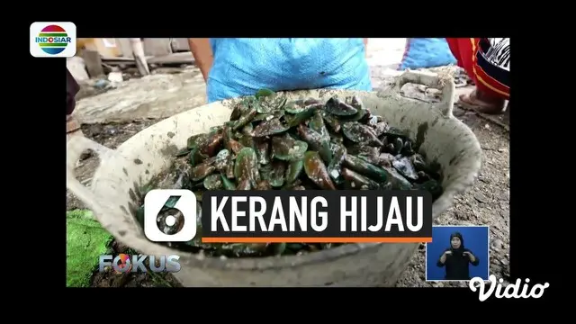 Timbal atau logam berat yang mencemari Teluk Jakarta membuat biota laut seperti kerang hijau ikut tercemar. Benarkah kerang hijau yang diambil dari perairan Jakarta berbahaya untuk dikonsumsi? Kita simak dalam liputan khusus, Hoax atau Bukan.