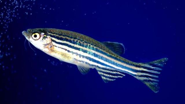 Ikan Zebra Jadi Model Uji Coba Pengobatan Kanker Yang Efektif Health Liputan6 Com