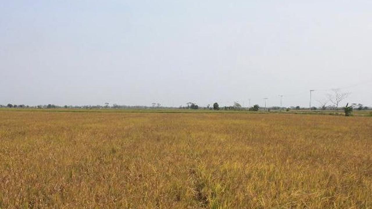 Anggota Komisi IV DPR RI Darori Wonodipuro mengatakan food estate membutuhkan waktu yang panjang agar mampu produksinya maksimal.