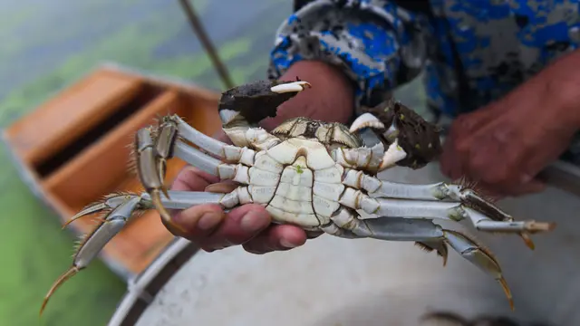 Musim Panen Kepiting di Wuxing