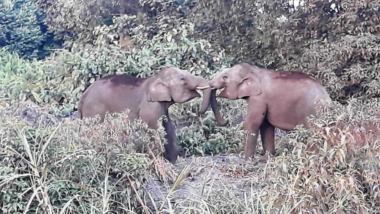 BKSDA-Stakeholder Kawal Jalur Jelajah Gajah Sumatra di Sumsel