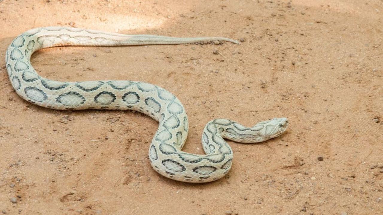 5. RUSSELL'S VIPER