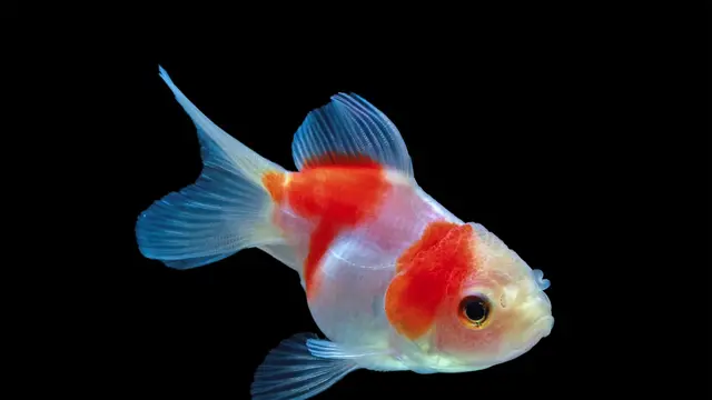 Goldfish