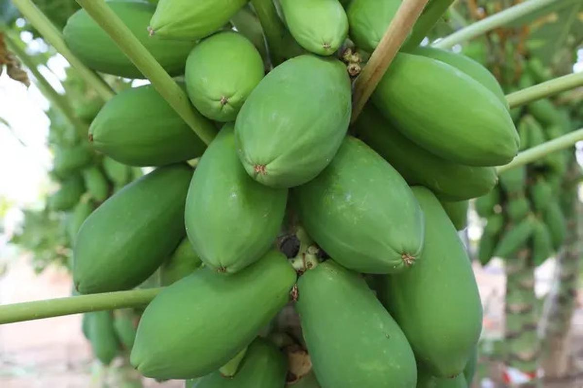 Cara Merebus Ayam Kampung Supaya Cepat Empuk, Tidak Ribet, Hanya dengan 1 Bahan Ini