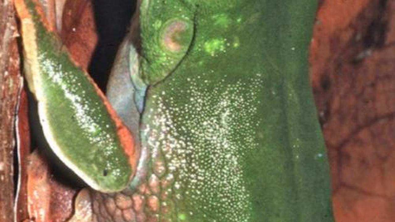 Spesies Kodok Baru Ditemukan di Hutan Papua, Warnanya Unik dan Hidup di Atas Pohon