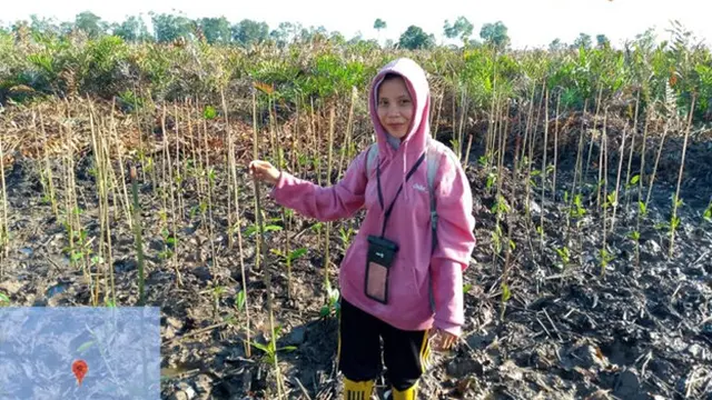 BGRM Pulihkan Mangrove Kuala Selat, Kepiting Bakau Datang dan Bantu Perekonomian Masyarakat