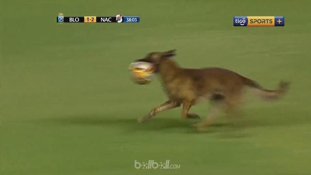Seekor anjing menghentikan sementara laga antara Blooming Vs Nacional Potosi. This video is presented by Ballball.