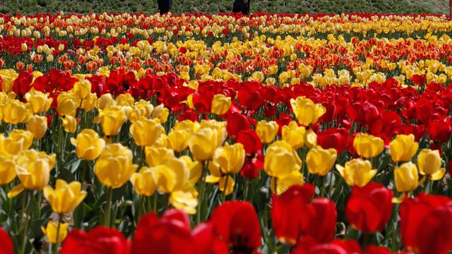 Bunga Tulip Bermekaran Saat Musim Semi di Korsel