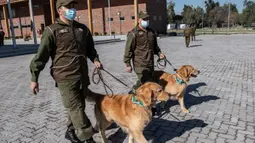 Anggota kepolisian Chile berjalan bersama dua ekor anjing Golden Retriever sebelum sesi latihan selama presentasi kepada pers di Santiago, Selasa (14/7/2020). Anjing itu dilatih untuk mendeteksi mereka yang mengidap covid-19 dengan mencium bau keringatnya. (Martin BERNETTI/AFP)