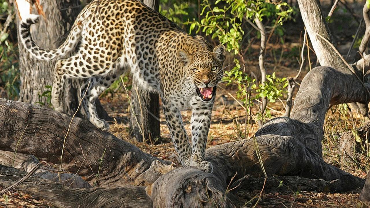 Ilustrasi macan tutul