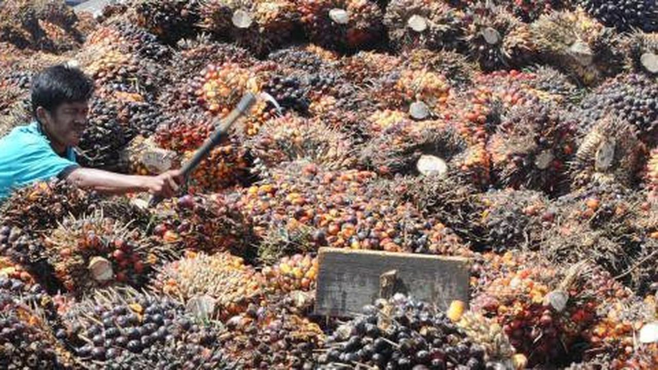 Ribut-ribut CPO lawan Malaysia