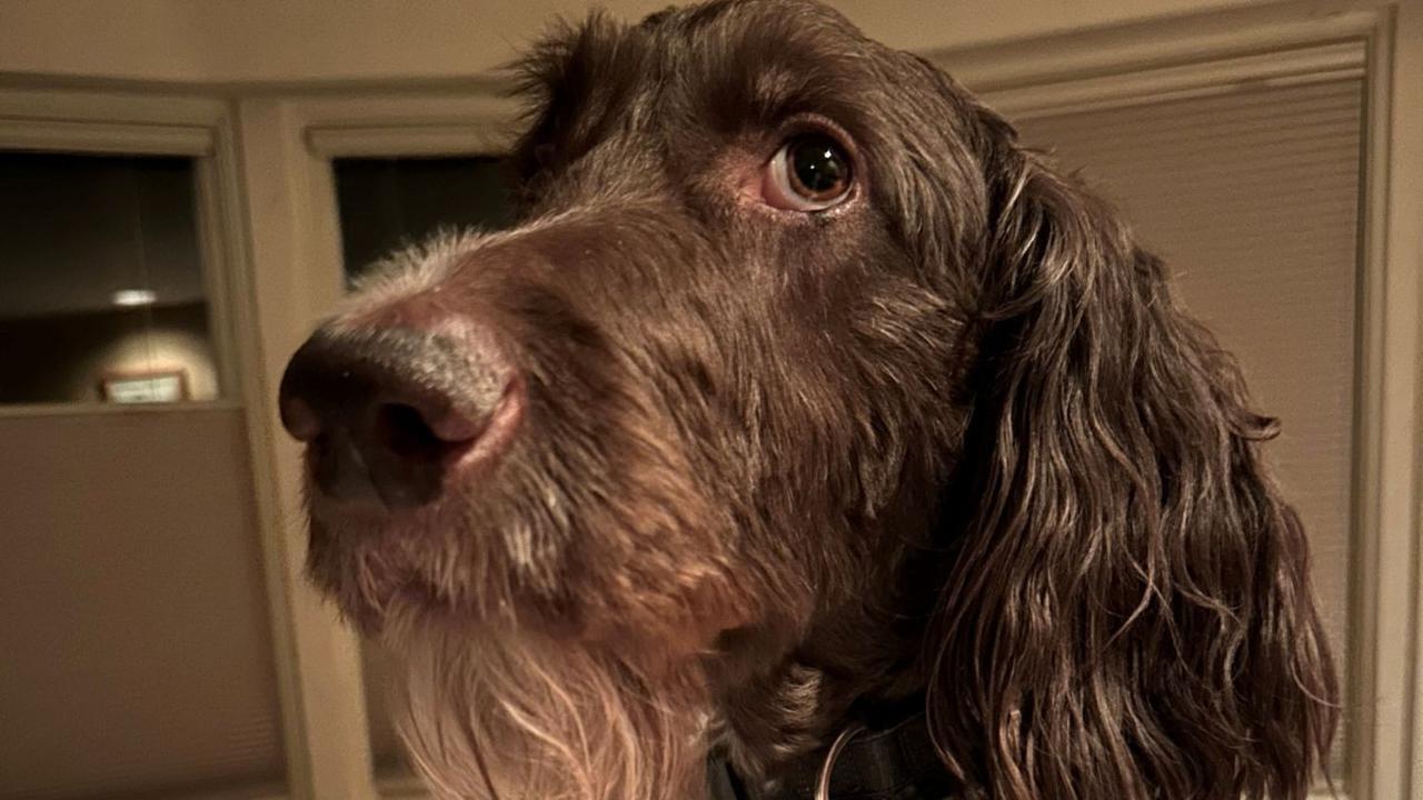 Seekor anjing milik sepasang suami istri di Pittsburgh dilaporkan telah menyantap amplop berisi uang tunai senilai USD 4.000 atau setara dengan nilai  Rp62 juta. <br>
