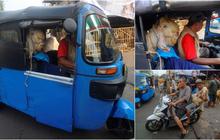 FOTO: Gaya Pembeli Serbu Hewan Kurban Sehari Jelang Iduladha, Mulai dari Kambing Naik Motor sampai Naik Bajaj