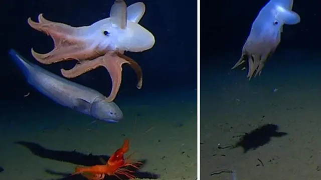 Penampakan gurita jenis "Dumbo" yang berada dalam kedalaman terdalam di dunia ini berhasil tertangkap kamera sedang berenang di Palung Jawa  (Photo credit: Alan J. Jamieson & Michael Vecchione via Springernature.com)
