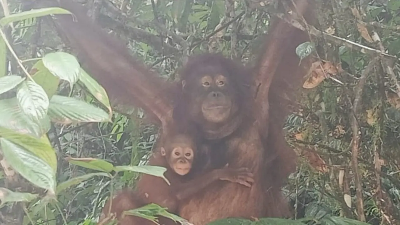 Potret Orangutan Kalimantan di Taman Nasional Betung Kerihun.