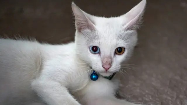 Hari Kucing Internasional