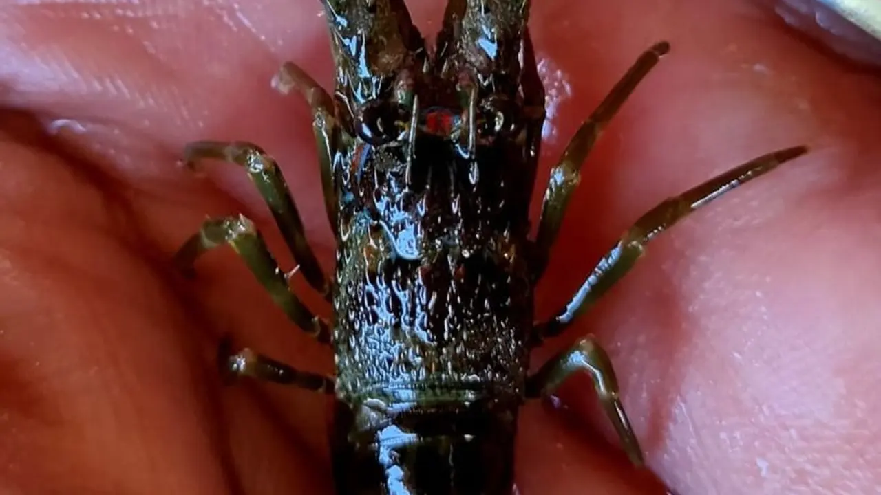 KKP berhasil membudidayakan lobster. (Dok KKP)