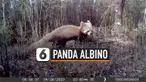 vertical albino
