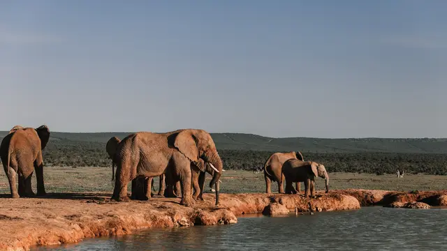Arti Mimpi Gajah Lainnya