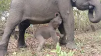 Bayi gajah Sumatera jantan lahir di Taman Nasional Way Kambas Lampung, Sabtu, 11 November 2023. (dok. Biro Humas KLHK)